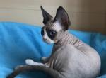 Iton - Devon Rex Kitten For Sale - Hollywood, FL, US