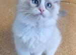 Dominla - Ragdoll Kitten For Sale - Fairfax, VA, US