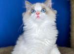 Bill - Ragdoll Cat For Sale - Fairfax, VA, US