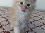 Mason - Maine Coon Kitten For Sale - Staten Island, NY, US