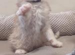 Mars - Maine Coon Kitten For Sale - Staten Island, NY, US