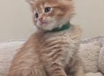 Merlin - Maine Coon Kitten For Sale - Staten Island, NY, US