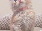 Michelle - Maine Coon Kitten For Sale - Staten Island, NY, US