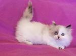 Lacy - Munchkin Kitten For Sale - Phoenix, AZ, US