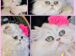 Teacup Amy Catsy Sweetest Personality - Persian Kitten For Sale - Tampa, FL, US