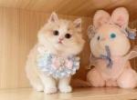 Apple - Minuet Kitten For Sale - CA, US