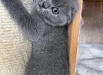 Indigo Scottish Fold - Scottish Fold Kitten For Sale - Houston, TX, US