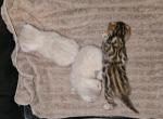 Andie Girl and Benjamin - Bengal Kitten For Sale - 