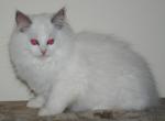 Finley - Ragdoll Kitten For Sale - Shippensburg, PA, US