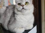 Frankie - British Shorthair Cat For Sale - 