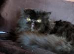 Boris Brown - Persian Cat For Adoption - Mora, NM, US