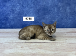 Daisy's Bengal Litter - Bengal Kitten For Sale - Lancaster, OH, US