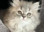 Lily - Ragdoll Kitten For Sale - Richardson, TX, US