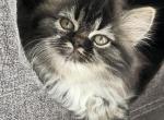 Whisper - Ragdoll Kitten For Sale - Richardson, TX, US
