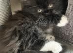 Whiskers - Ragdoll Kitten For Sale - Richardson, TX, US