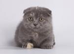 Augita - Munchkin Kitten For Sale - 