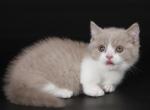 Xsann - Munchkin Kitten For Sale - Norwalk, CT, US