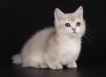 Harvest - Munchkin Kitten For Sale - 