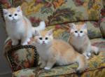 Shantaren Shakh kittens ny12 color - British Shorthair Kitten For Sale - San Francisco, CA, US