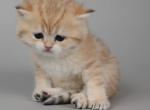 Scottish P4 - Scottish Straight Kitten For Sale - New York, NY, US