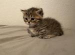 Majin Boo 3 - Munchkin Kitten For Sale - Denver, CO, US