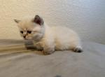 Majin Boo 4 - Munchkin Kitten For Sale - Denver, CO, US