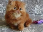 Lovery - Persian Kitten For Sale - Hollywood, FL, US