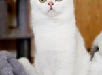 Scottish fold cappuccino color boy - Scottish Fold Kitten For Sale - 