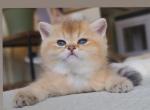 Gorgeous British shorthair boy - British Shorthair Kitten For Sale - Seattle, WA, US