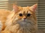 Golden - Persian Kitten For Sale - Cleveland, OH, US