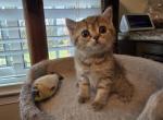 Jessica - Scottish Straight Kitten For Sale - Philadelphia, PA, US