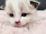 Wren - Munchkin Kitten For Sale - Joplin, MO, US