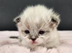 Willa - Munchkin Kitten For Sale - Joplin, MO, US