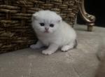 Gigi - Scottish Fold Kitten For Sale - 