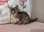 Shy - Domestic Kitten For Adoption - Covington, KY, US
