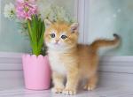Ilon - British Shorthair Kitten For Sale - Boston, MA, US