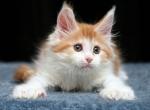 Hanna - Maine Coon Kitten For Sale - Gurnee, IL, US