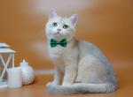 Hameleon - British Shorthair Kitten For Sale - Houston, TX, US