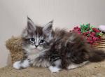 Hollywood - Maine Coon Kitten For Sale - Hollywood, FL, US