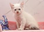 Opal of RomanovCats - Siberian Kitten For Sale - Ashburn, VA, US