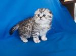 Taylor Swift snow leopard scottish fold silver tab - Scottish Fold Kitten For Sale - CA, US