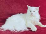 Ralph - Maine Coon Cat For Sale - Brooklyn, NY, US