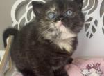 ESPRESSO - Scottish Straight Kitten For Sale - 