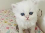 PEARL longhair blue eyes - Scottish Straight Kitten For Sale - Sunnyvale, CA, US