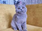 Beatrice - British Shorthair Kitten For Sale - Hollywood, FL, US