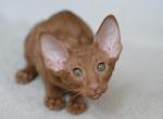 Fox - Oriental Kitten For Sale - Pembroke Pines, FL, US