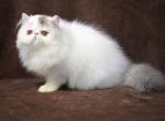 Sapphir - Persian Kitten For Sale - Hollywood, FL, US