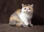 Emma - Exotic Kitten For Sale - Norwalk, CT, US