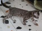 Gaby - Bengal Kitten For Sale - Norwalk, CT, US