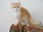 Shantaren Shakh Carmin ny12 color - British Shorthair Kitten For Sale - San Francisco, CA, US